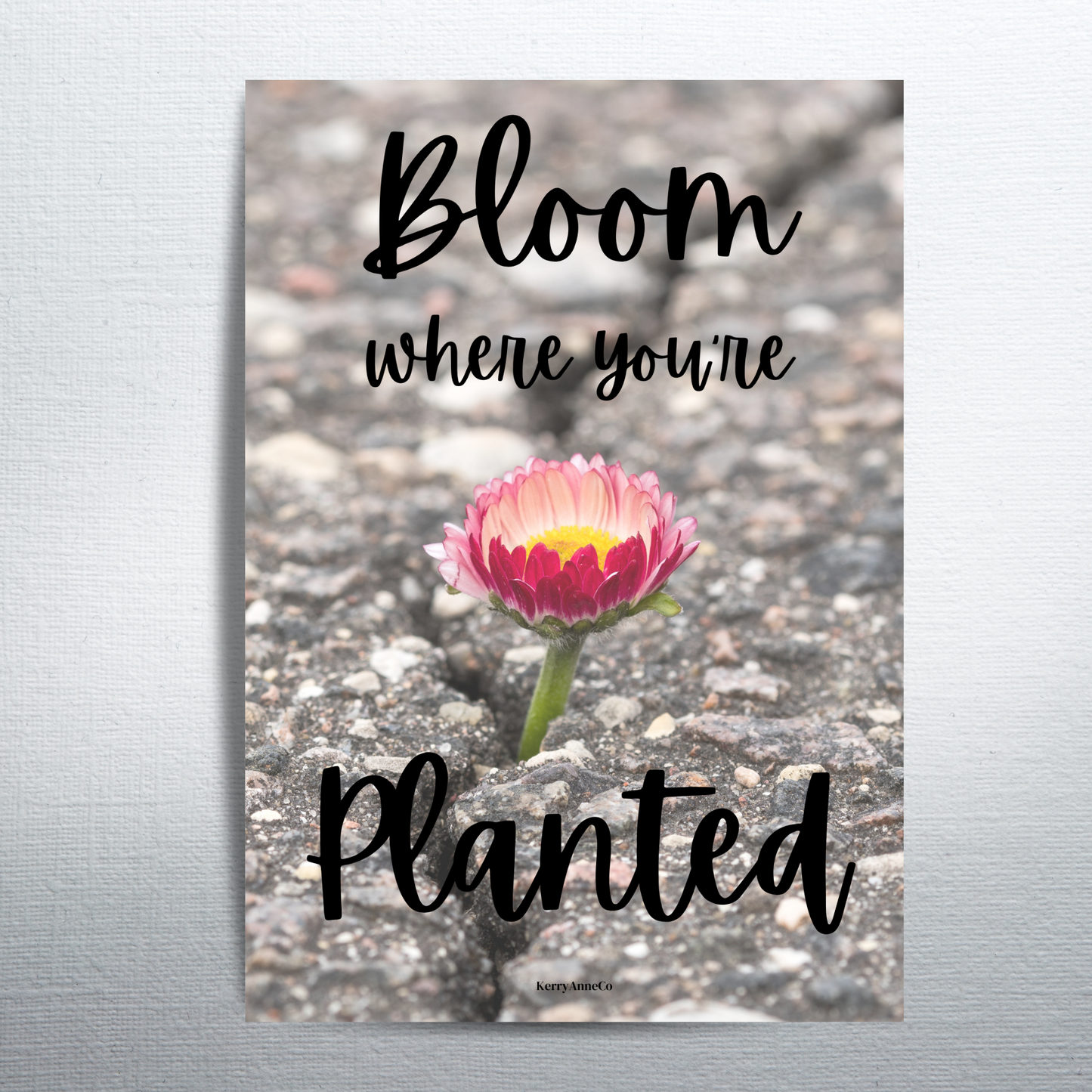 Bloom Where You're Planted Concrete Dashboard